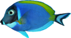 Powder Blue Tang