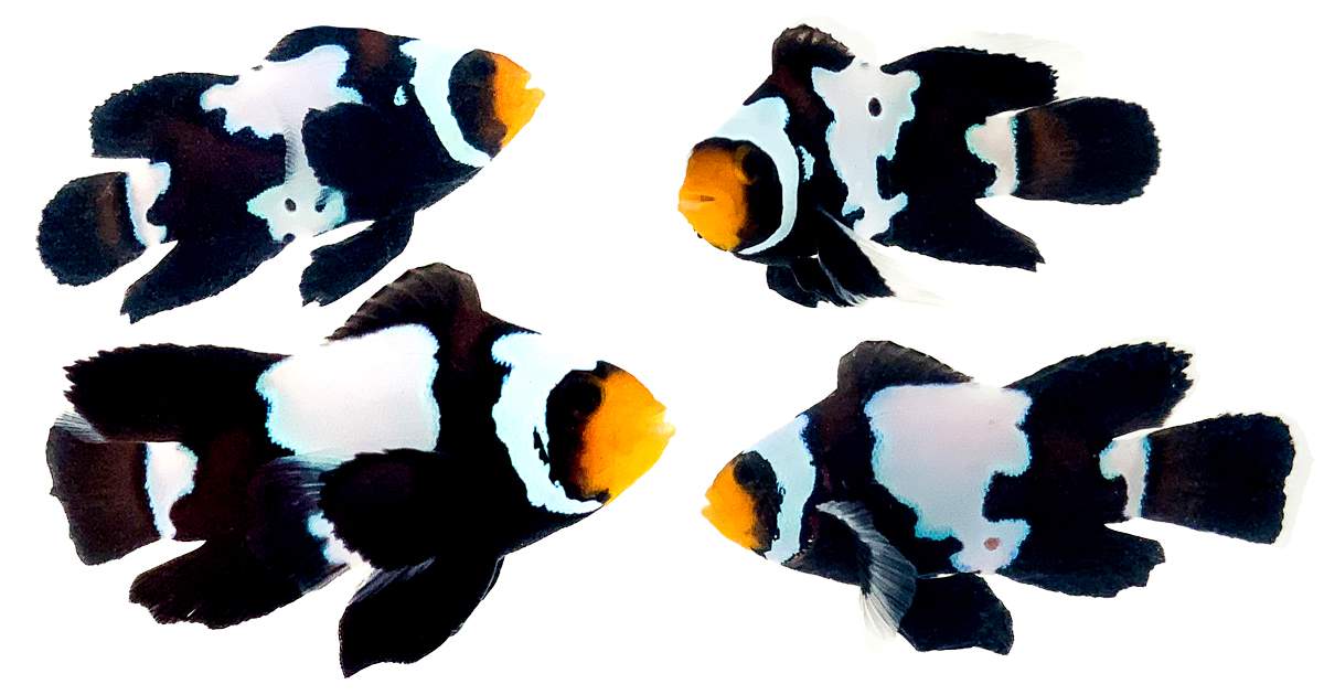 The Coral Reef Aquarium Specialty Store