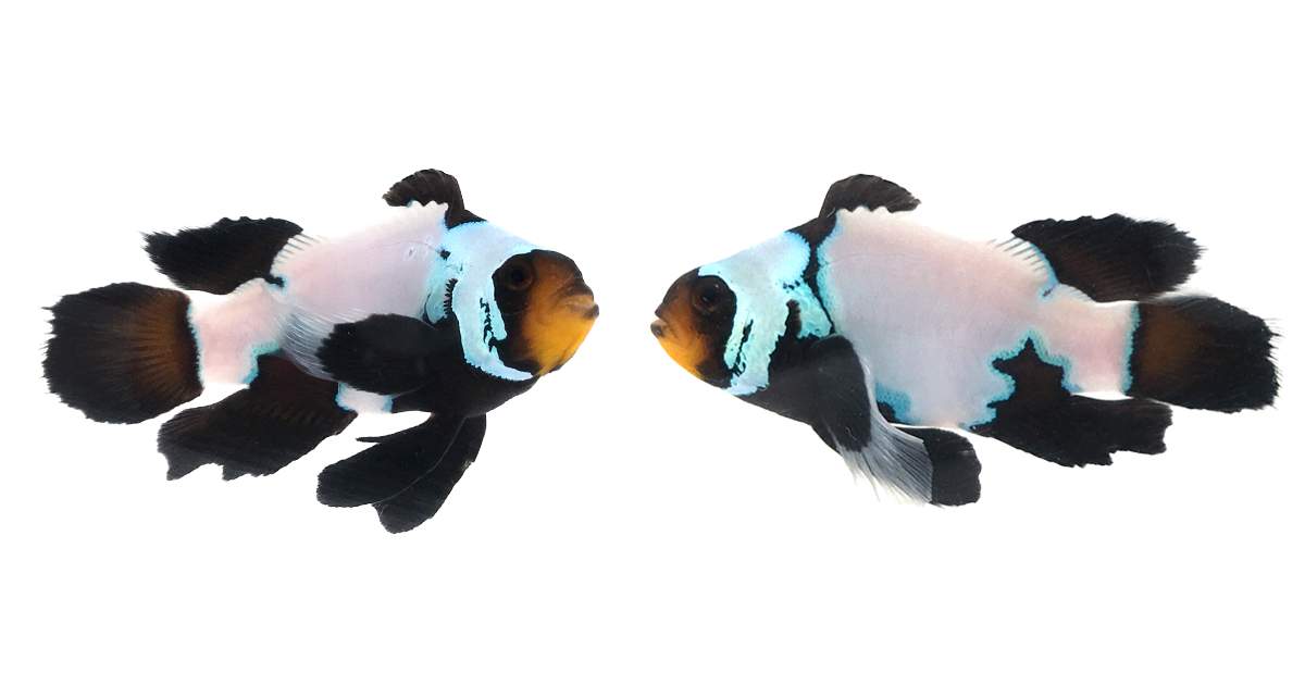 The Coral Reef Aquarium Specialty Store