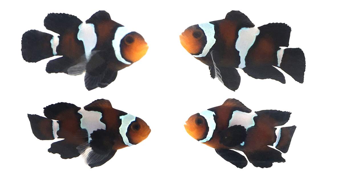 The Coral Reef Aquarium Specialty Store