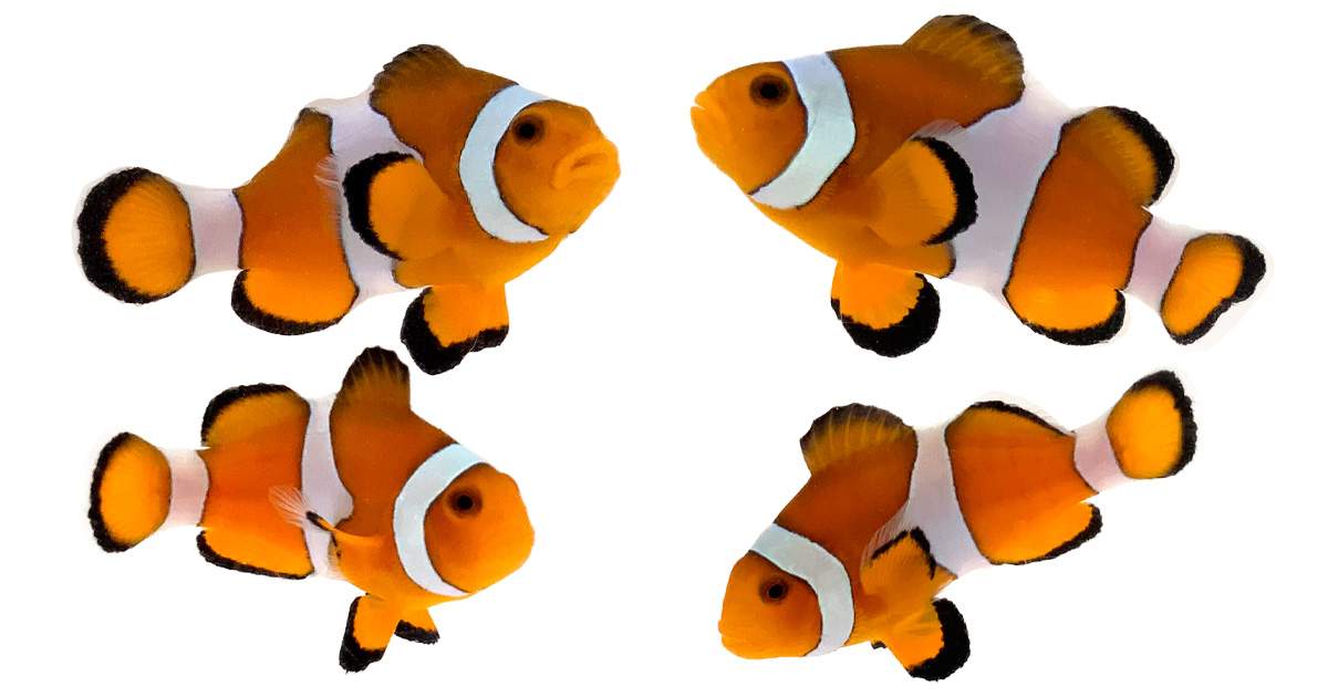 Ocean Coral Reef Angel Clown Fish Dive Novelty 16oz Pint Drinking Glass Set 