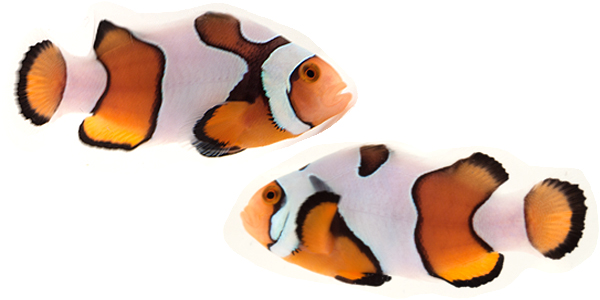 current availability sustainable aquatics
