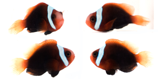 current availability sustainable aquatics