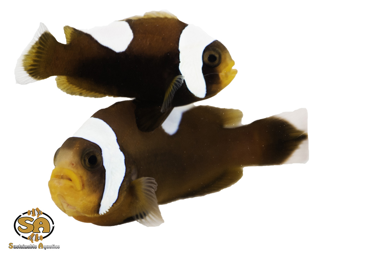 current availability sustainable aquatics