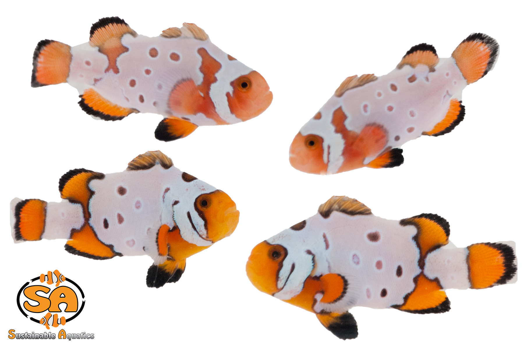 current availability sustainable aquatics
