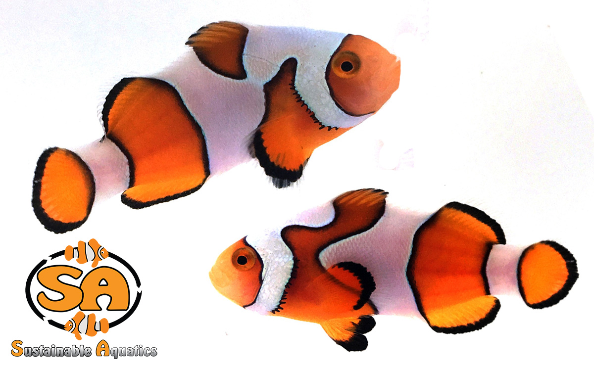 current availability sustainable aquatics
