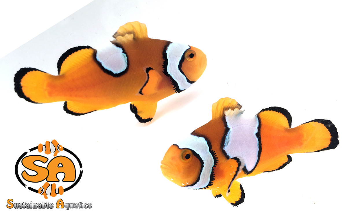 current availability sustainable aquatics