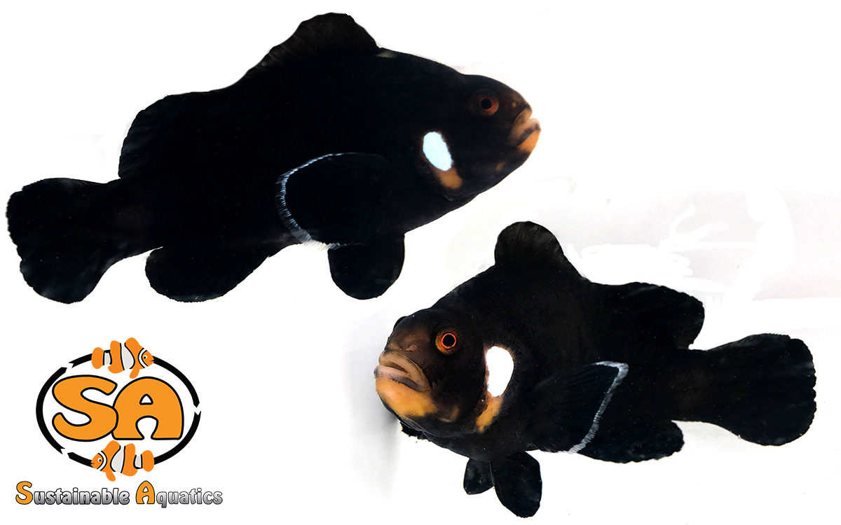 current availability sustainable aquatics