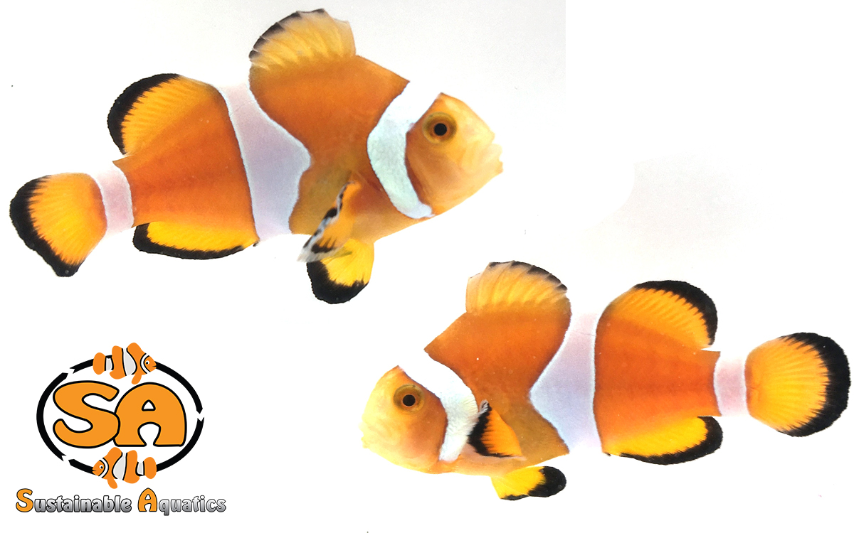 current availability sustainable aquatics