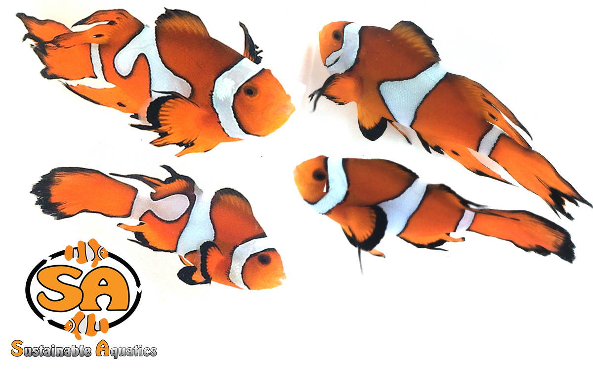 current availability sustainable aquatics